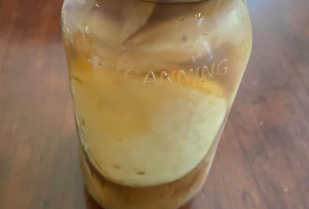Kombucha Scobies